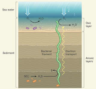 Illustration for article titled The seafloor is home to a vast electrical network created by bacteria